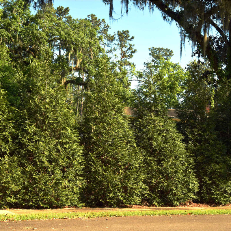 Tall hedge of mature Thuja Green Giant Arborvitae growing along a front yard perimeter to make a lush privacy screen