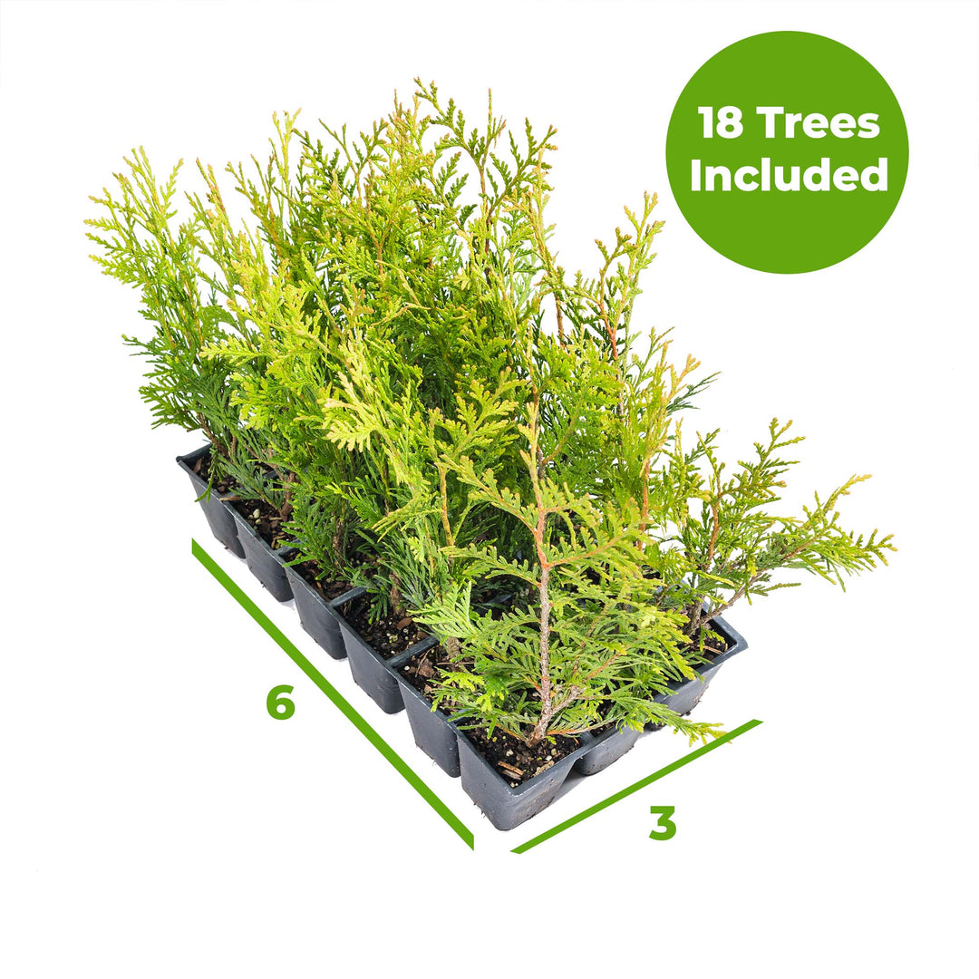 Thuja Green Giant for Sale | Large Privacy Tree | Perfect Plants