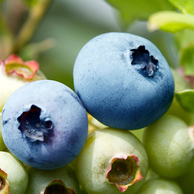 Tifblue Blueberry Bush