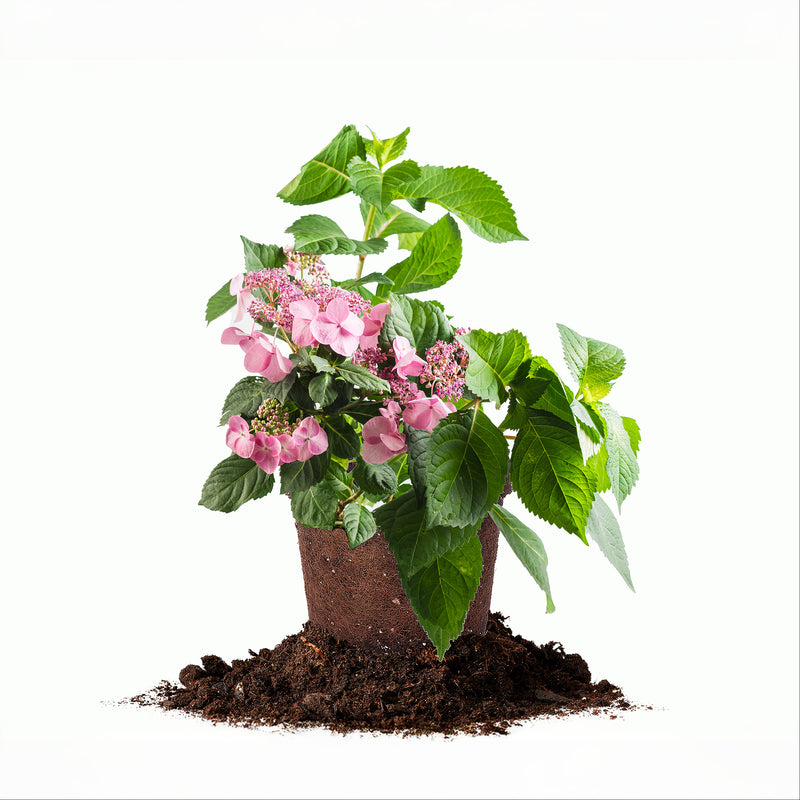 Endless Summer® Twist-n-Shout® Hydrangea Shrub
