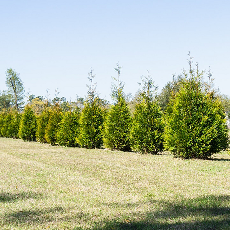 Unveiling the Arborvitaes: Thuja Green Giant vs. Emerald Green ...