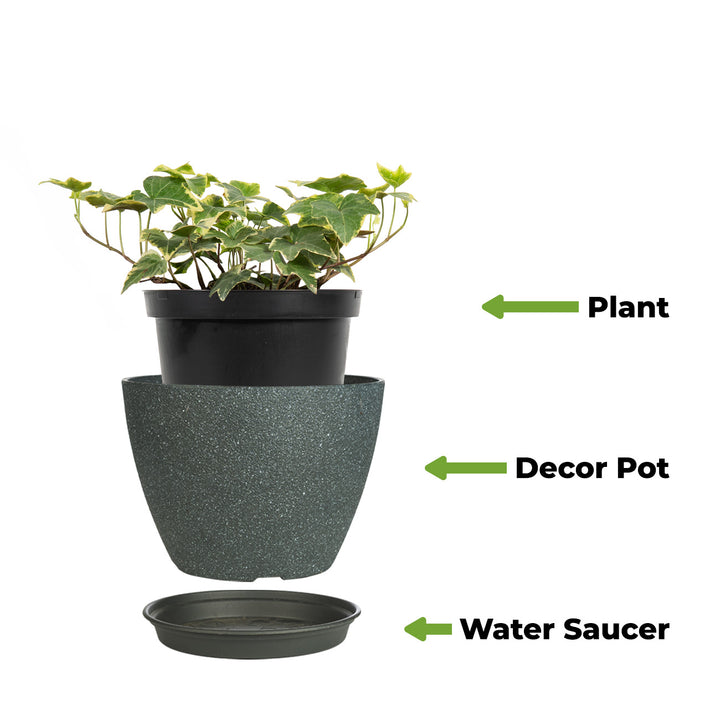 benefits of ivy plant indoor Variegated English Ivy for Sale | Buy Houseplants Online