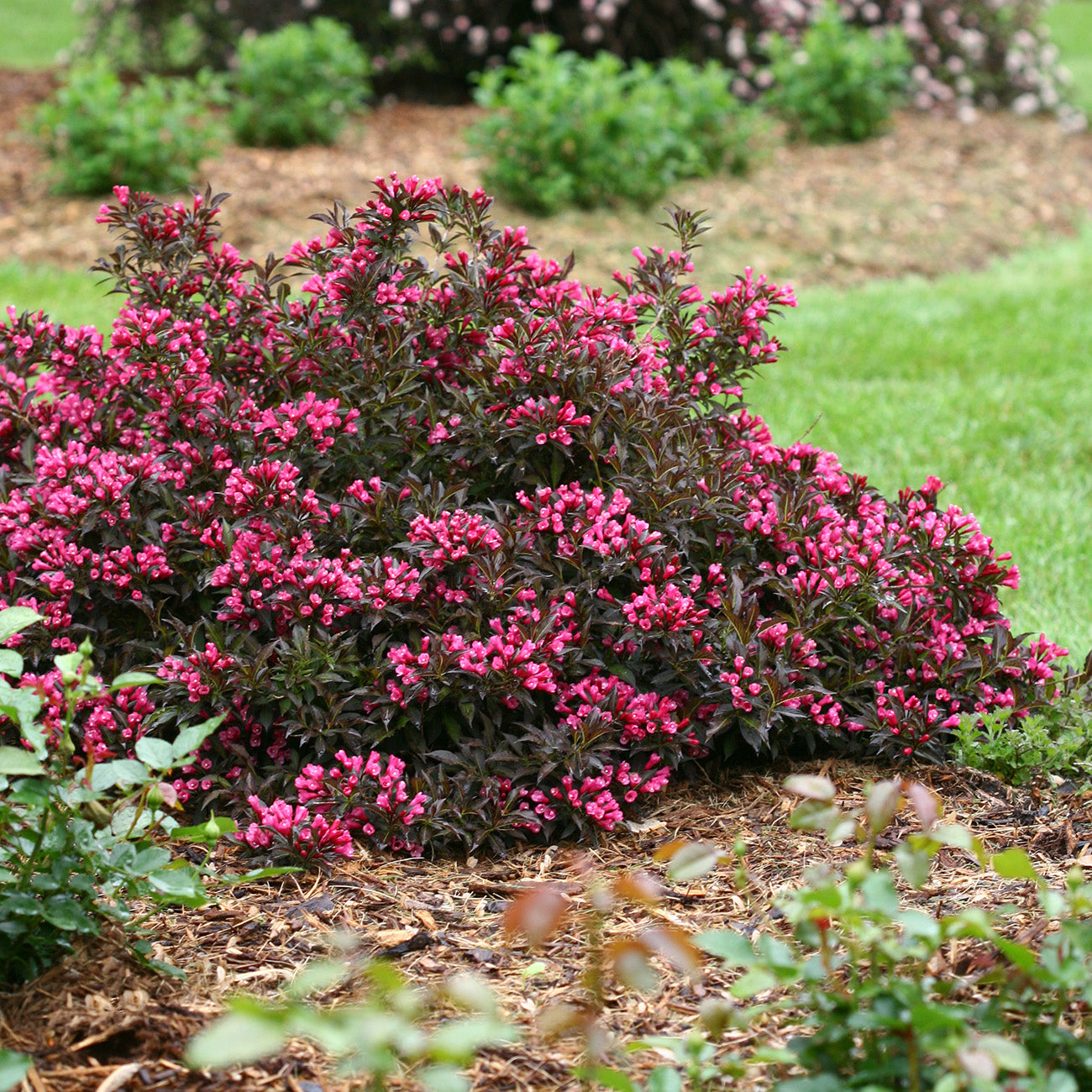 Buy Spilled Wine Weigela Shrubs for Sale | Perfect Plants