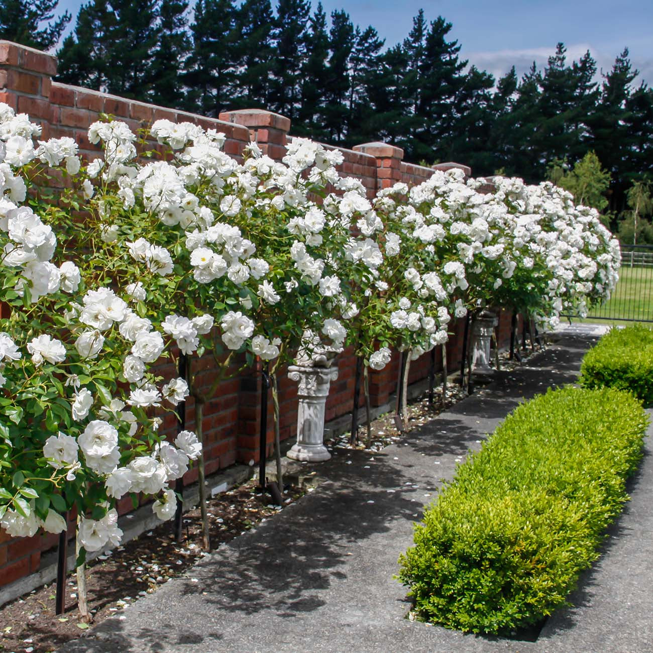 Landscaping With Drift Roses Companion Plants For Drift Roses: Plants