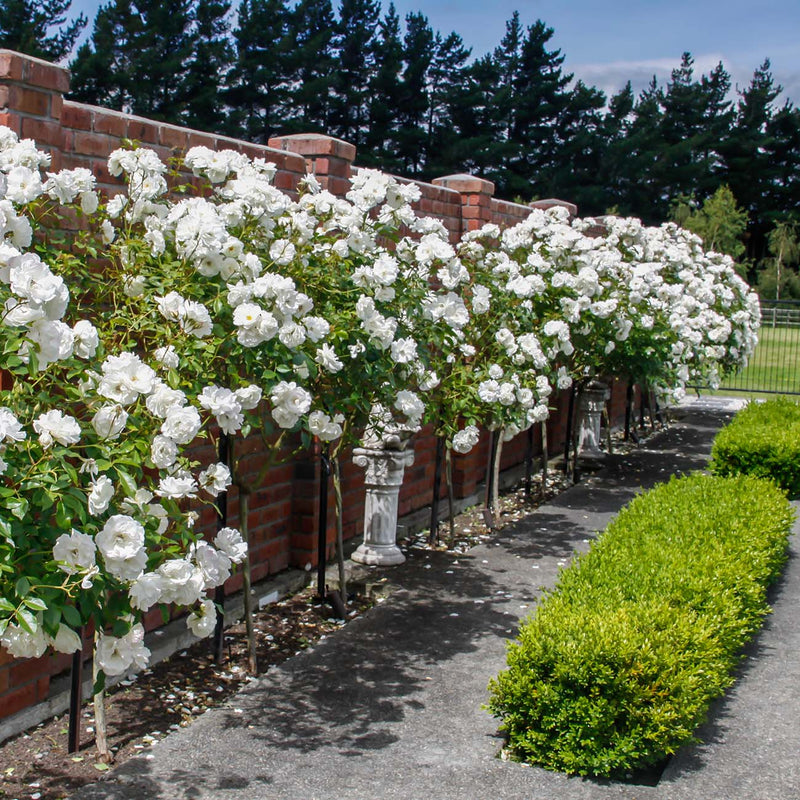 white Drift Rose trees along property line