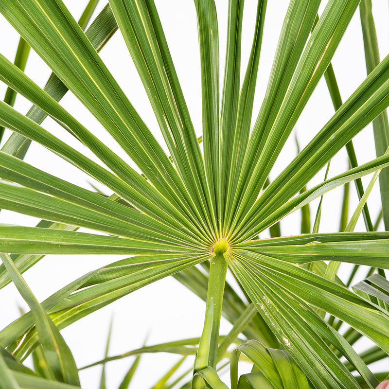 Close-up of a windmill palm leaf with a white background