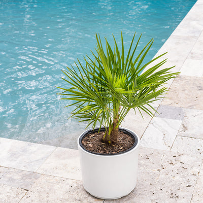 Potted windmill palm tree in a white container on a tile backyard patio next to a home pool