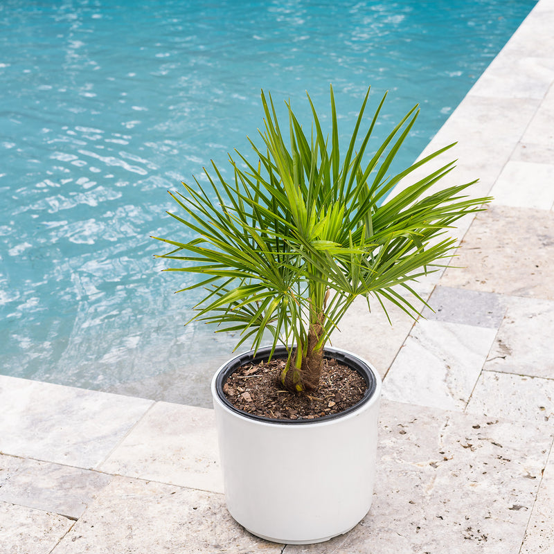 Potted windmill palm tree in a white container on a tile backyard patio next to a home pool