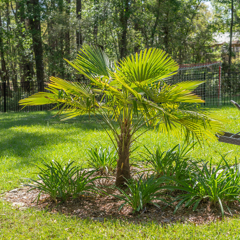 Young windmill palm tree planted in a backyard landscape surrounded by liriope