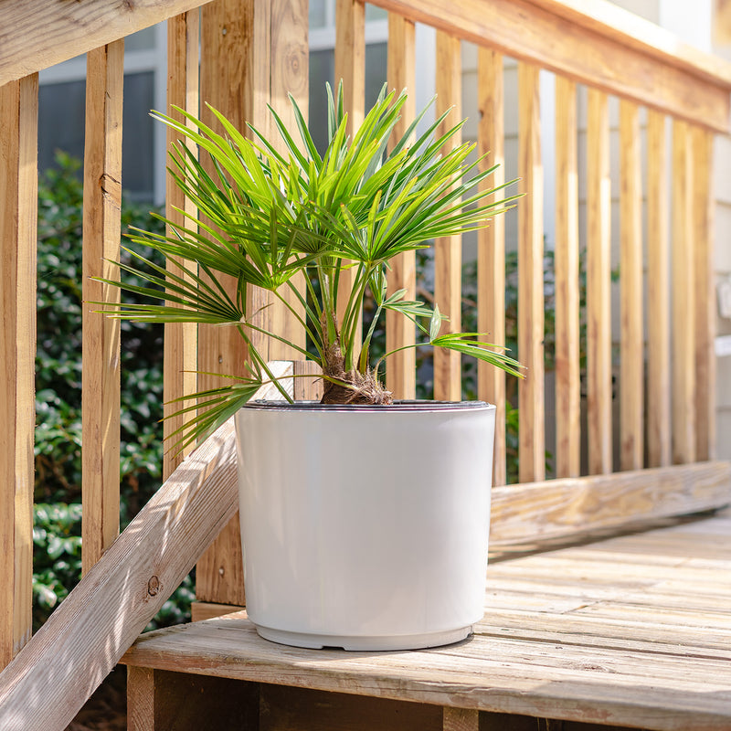 Potted windmill palm tree on a wooden back porch
