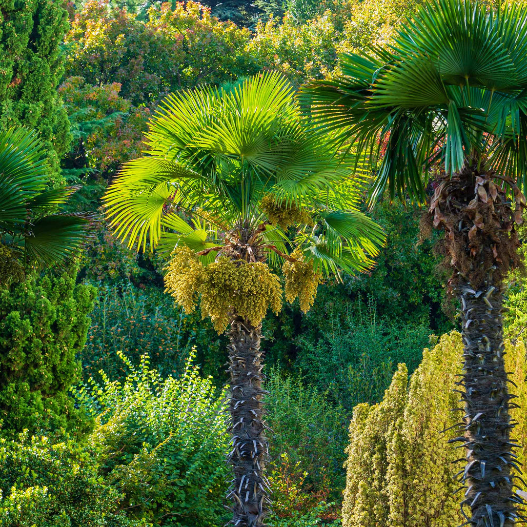 garden palm plants Windmill Palm Tree - 3 Gallon / 10-Pack