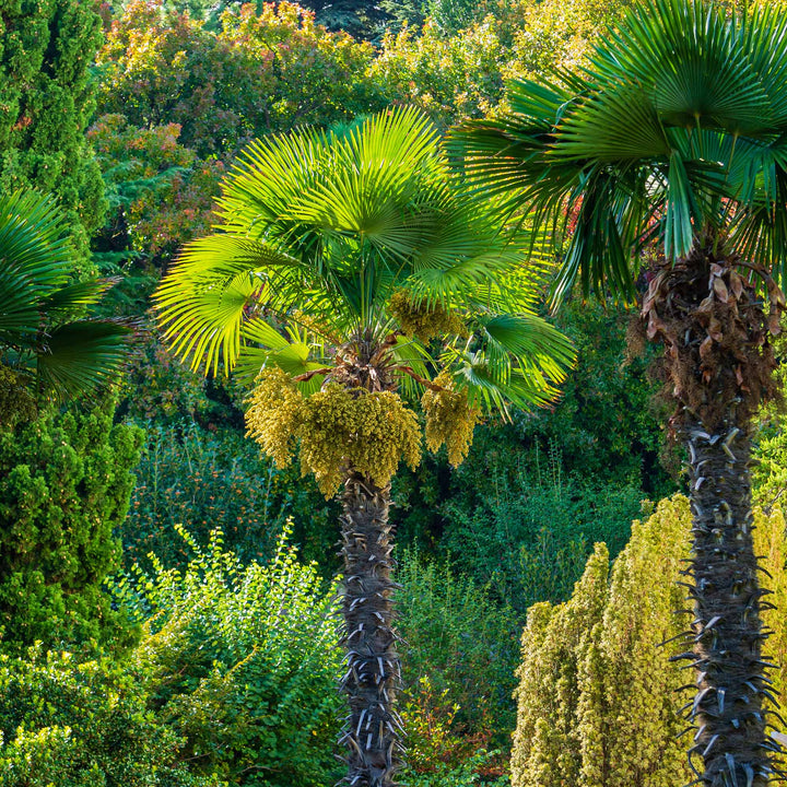 palm trees flowering plants Windmill Palm Tree - 3 Gallon / 10-Pack