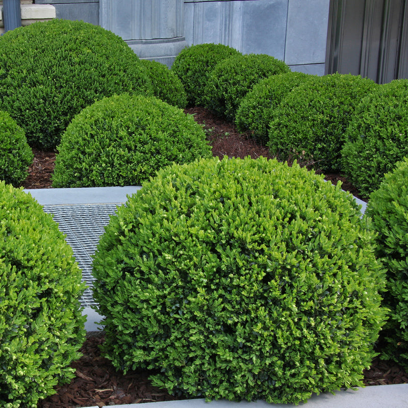 Neatly trimmed wintergreeen boxwood bushes in a garden setting with a pathway.