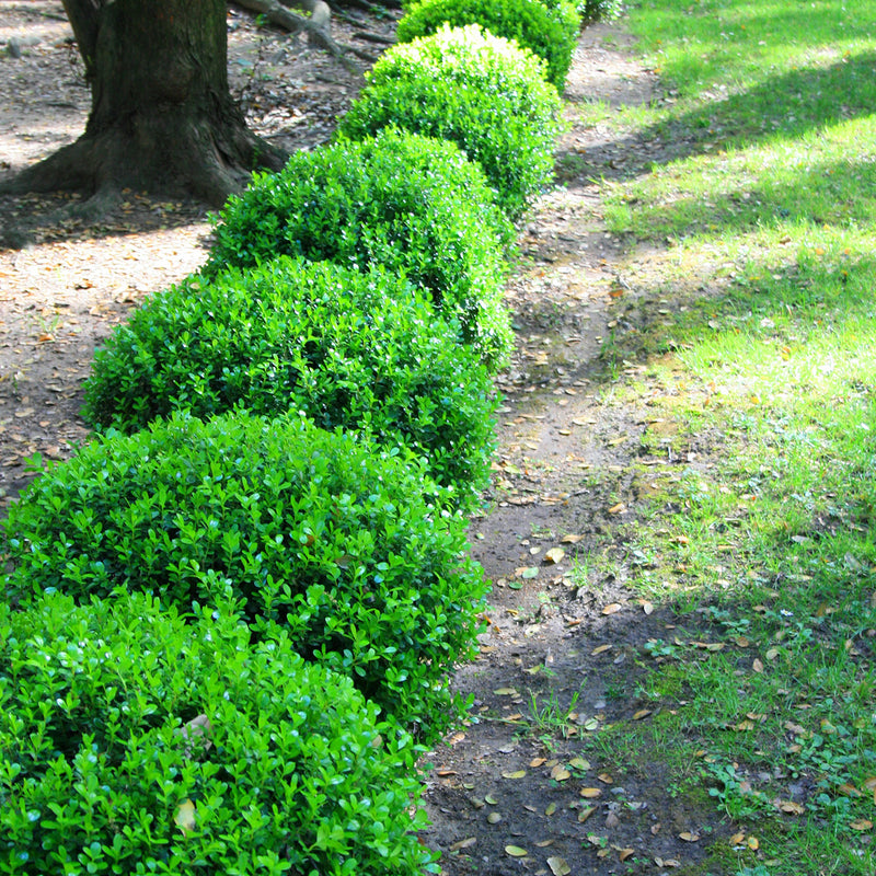 Low growing hedge of wintergreen boxwoods along the edge of a front lawn