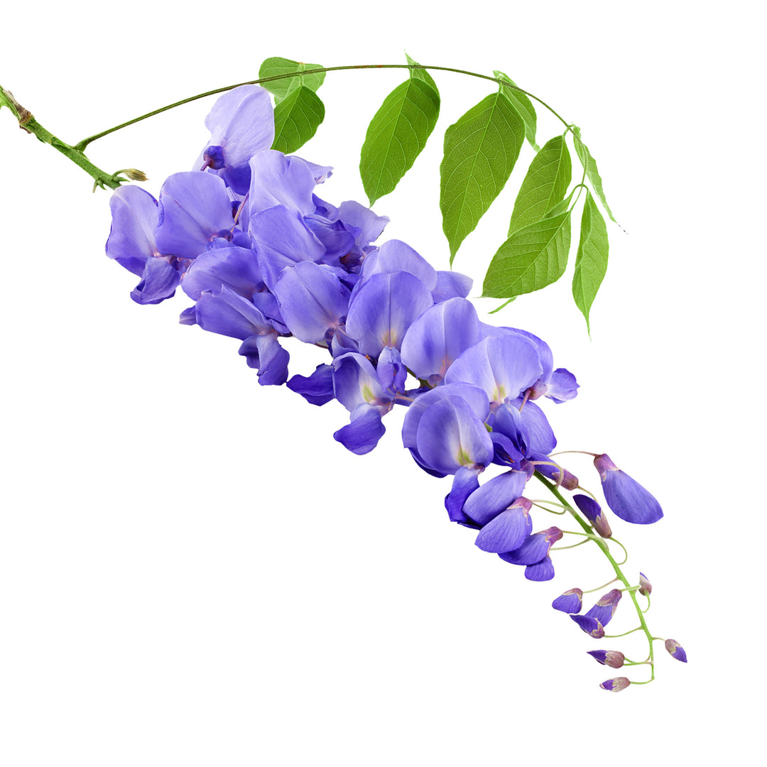 Blue Moon Wisteria Vine - 3 Gallon