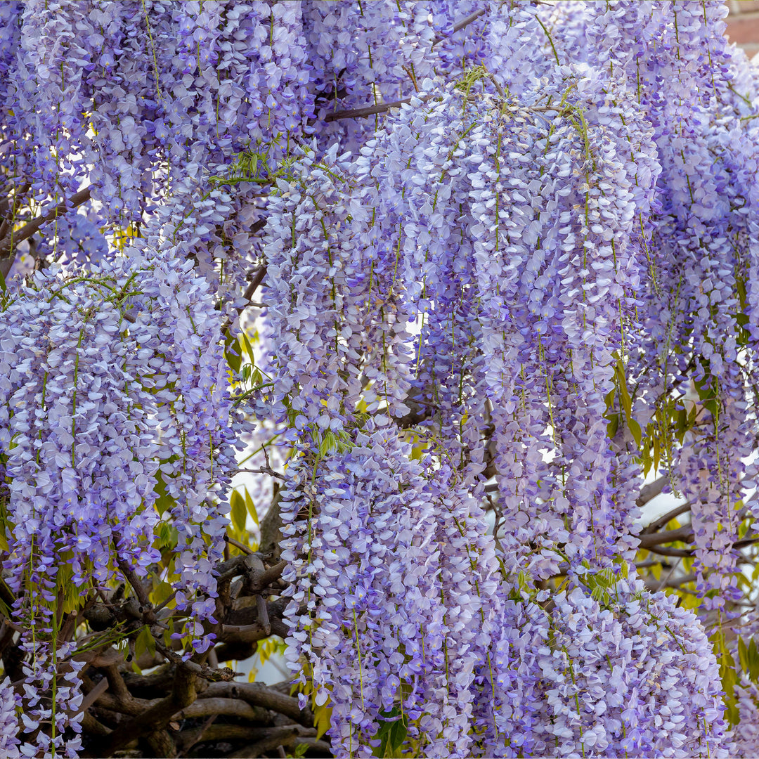 Blue Moon Wisteria Vine - 1 Gallon