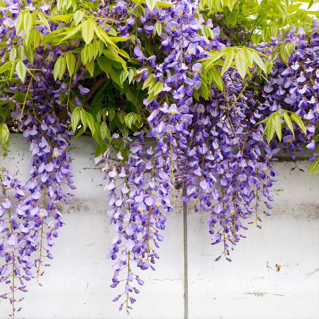 Blue Moon Wisteria Vine - 3 Gallon
