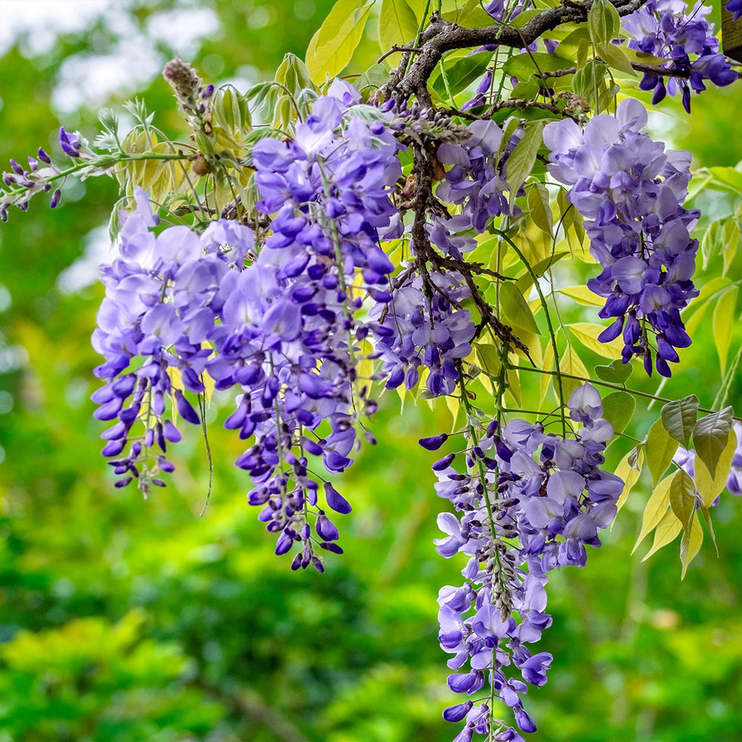 wisteria tree bonsai for sale Blue Moon Wisteria Vine - 1 Gallon