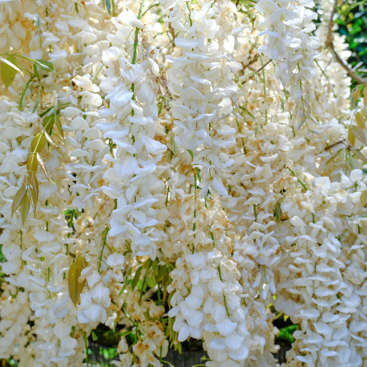 Buy White Wisteria Vine for Sale | Fragrant Flowers