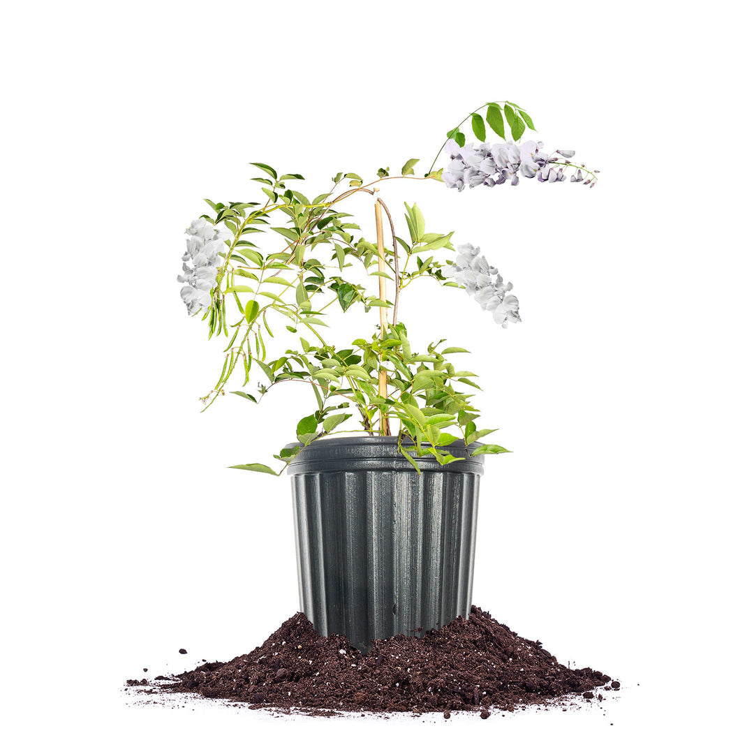 plant wisteria in pot Buy White Wisteria Vine for Sale | Fragrant Flowers