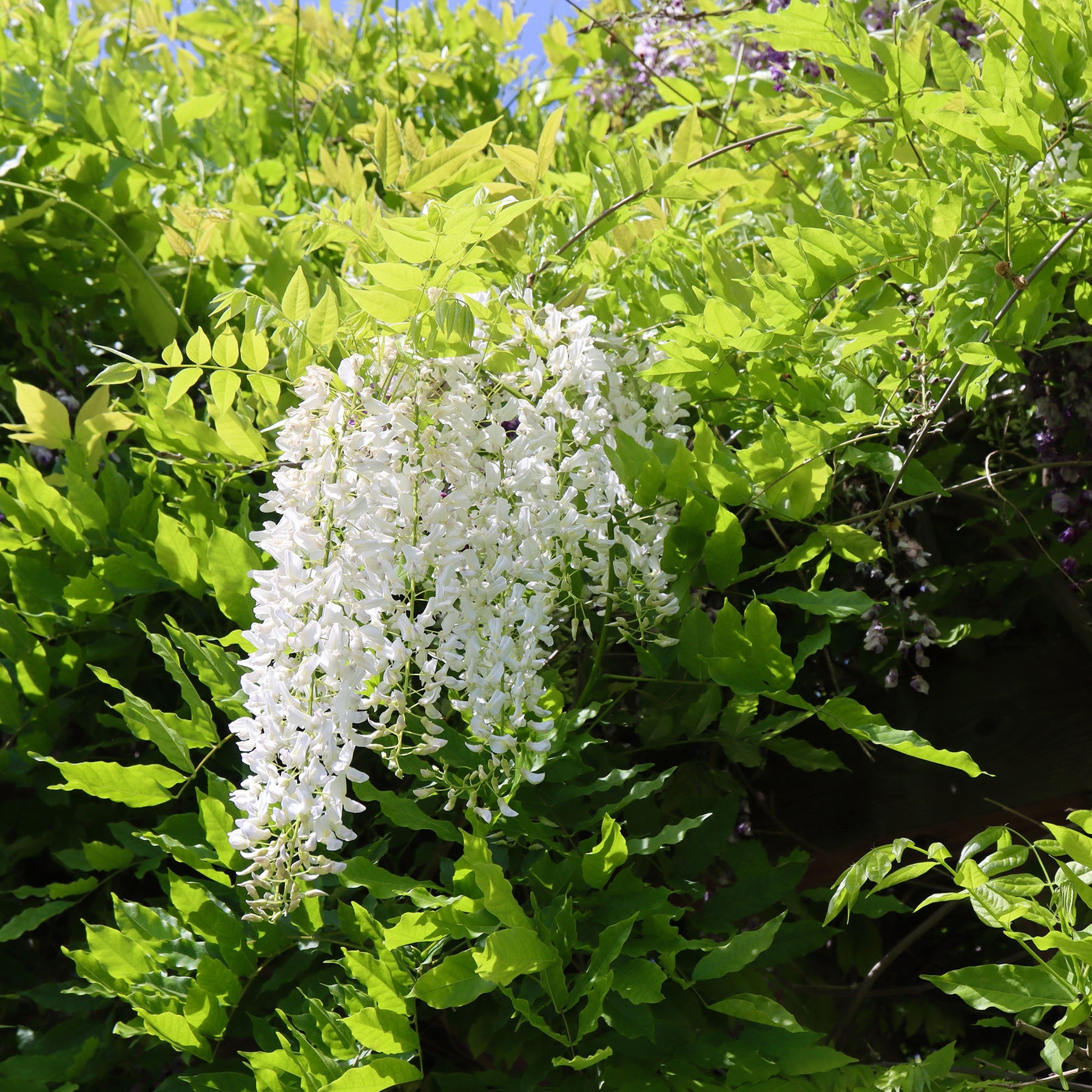 fertilizer for wisteria plants Buy White Wisteria Vine for Sale | Fragrant Flowers
