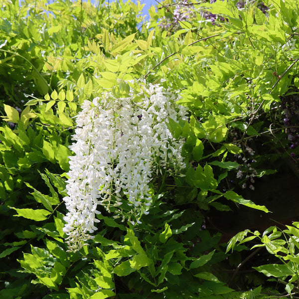 Buy White Wisteria Vine for Sale | Fragrant Flowers