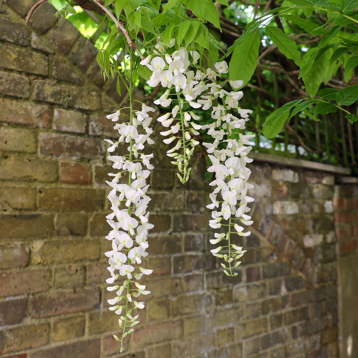 White Wisteria Vine