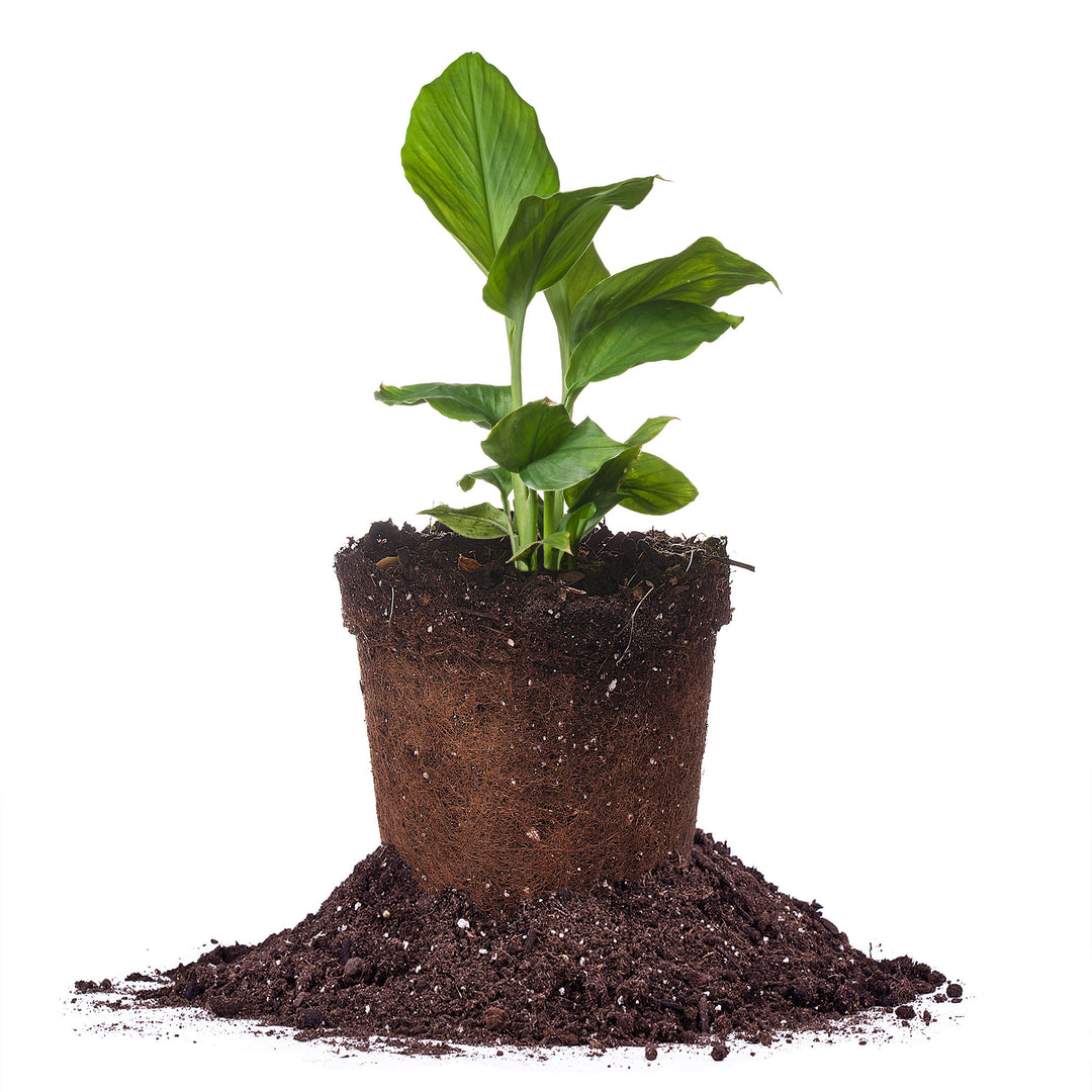 turmeric plant in pot Buy Yellow Turmeric Plants for Sale