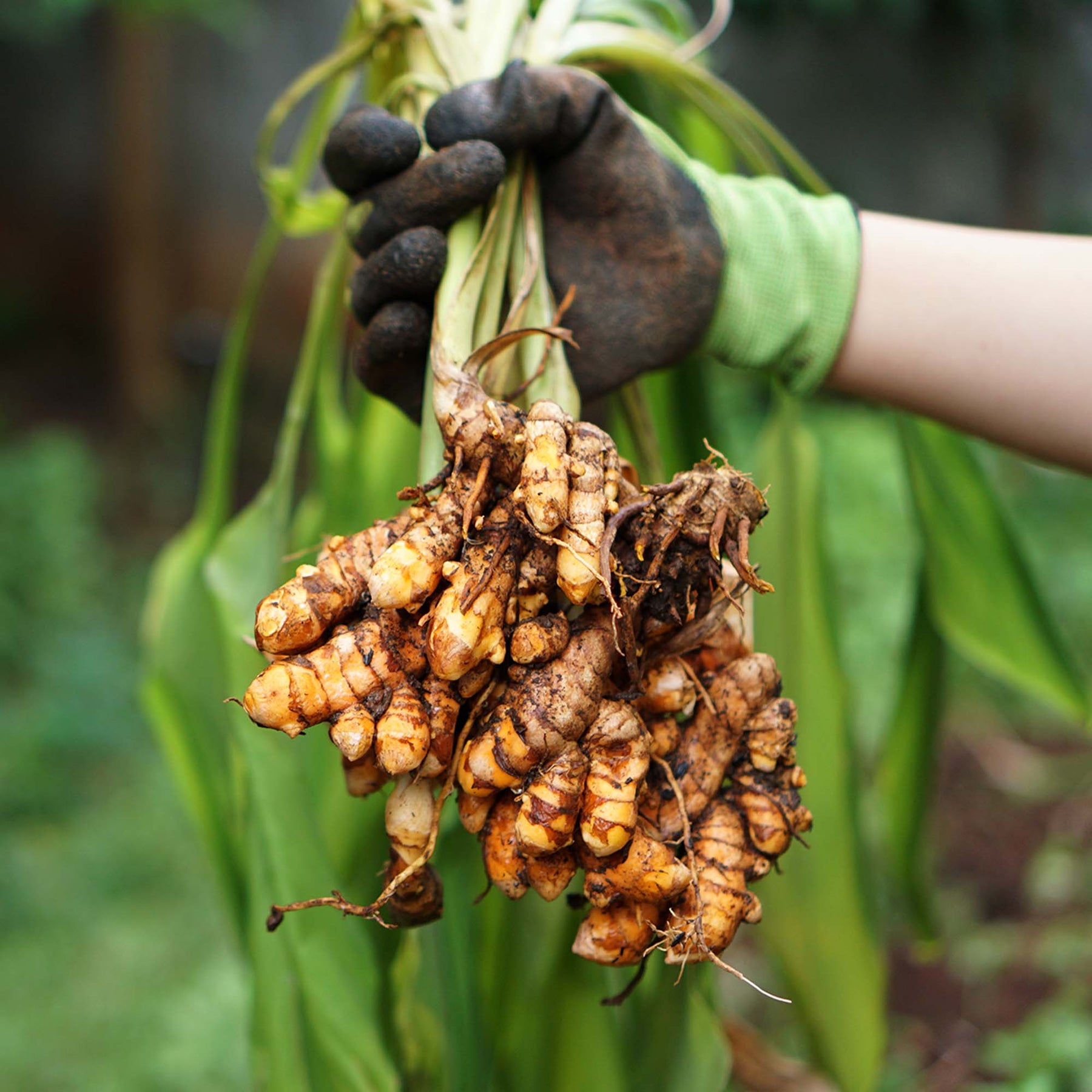 Tumeric Pant Buy Yellow Turmeric Plants for Sale | Perfect Plants