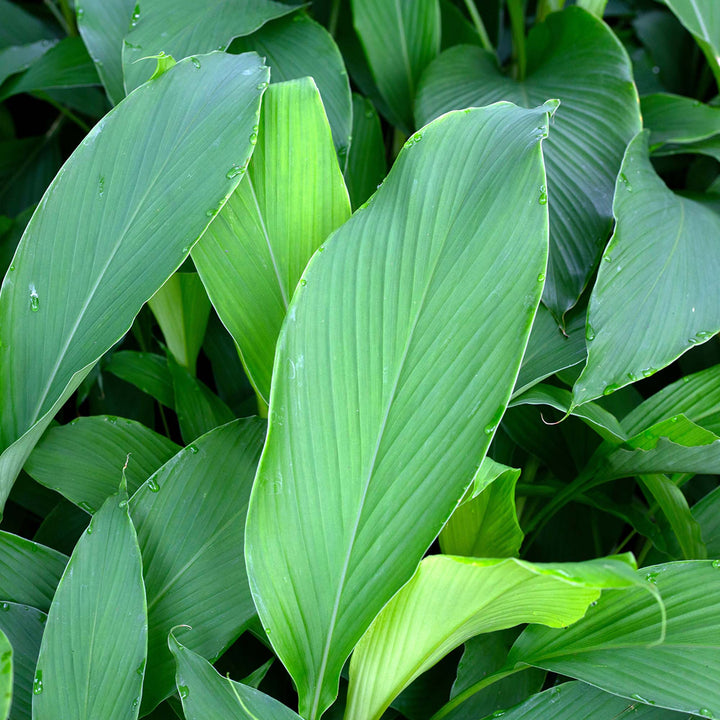 plants are purple kritik Comfort Mousse: Unscented main image 0