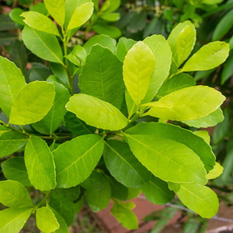 Buy Yerba Mate Plants For Sale Caffeinated Tea Perfect Plants buy-yerba-mate-plants-for-sale-caffeinated-tea-perfect-plants