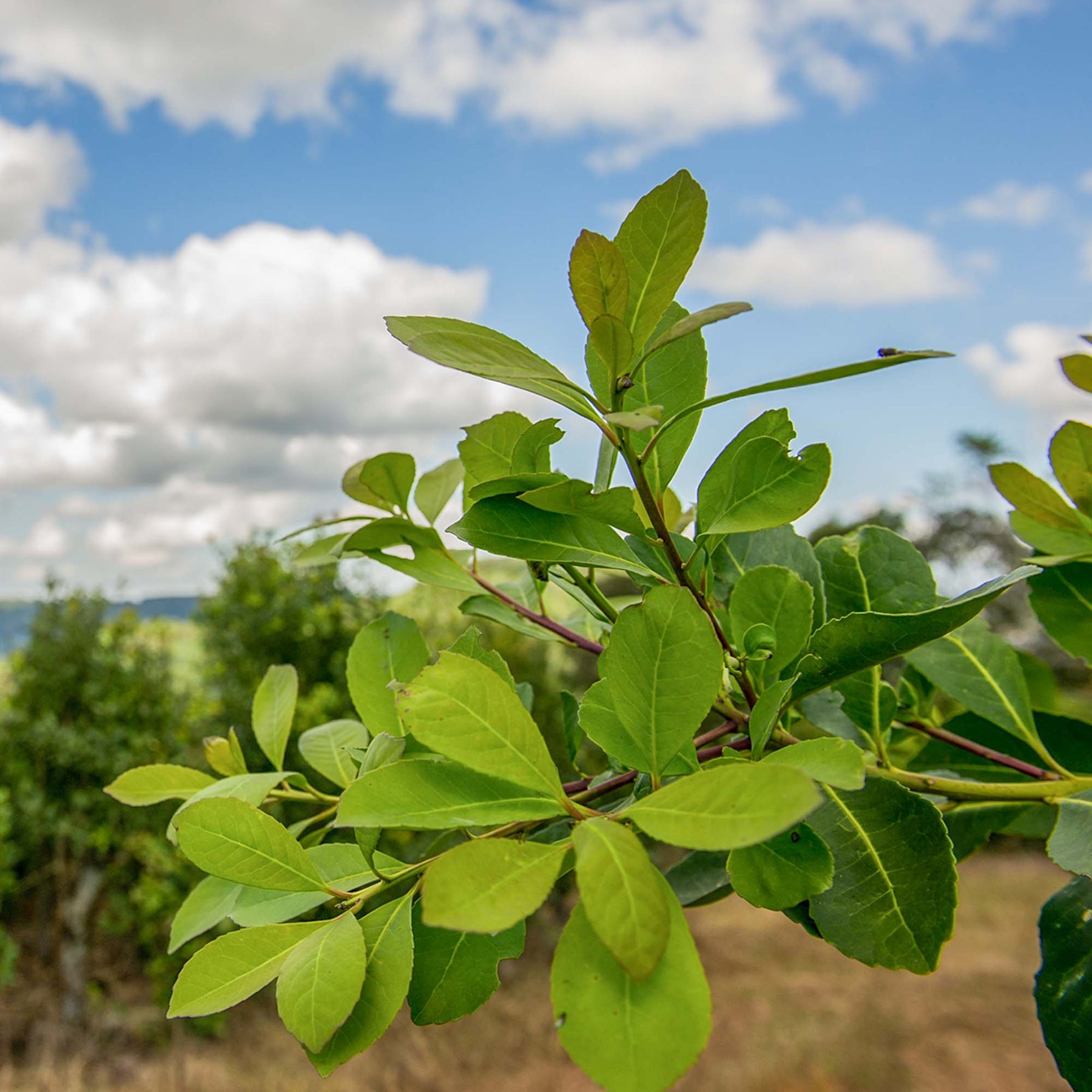 Buy Yerba Mate Plants For Sale Caffeinated Tea Perfect Plants buy-yerba-mate-plants-for-sale-caffeinated-tea-perfect-plants