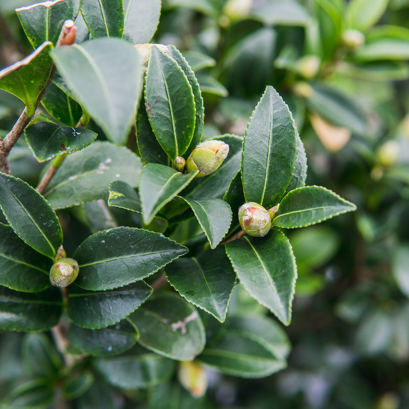 Yuletide Camellia