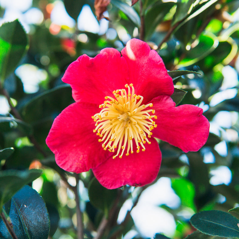 Bright red flower of the Yuletide Camellia with yellow stamen