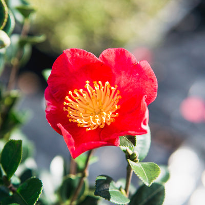 red petals of the blooming Yuletide Camellia