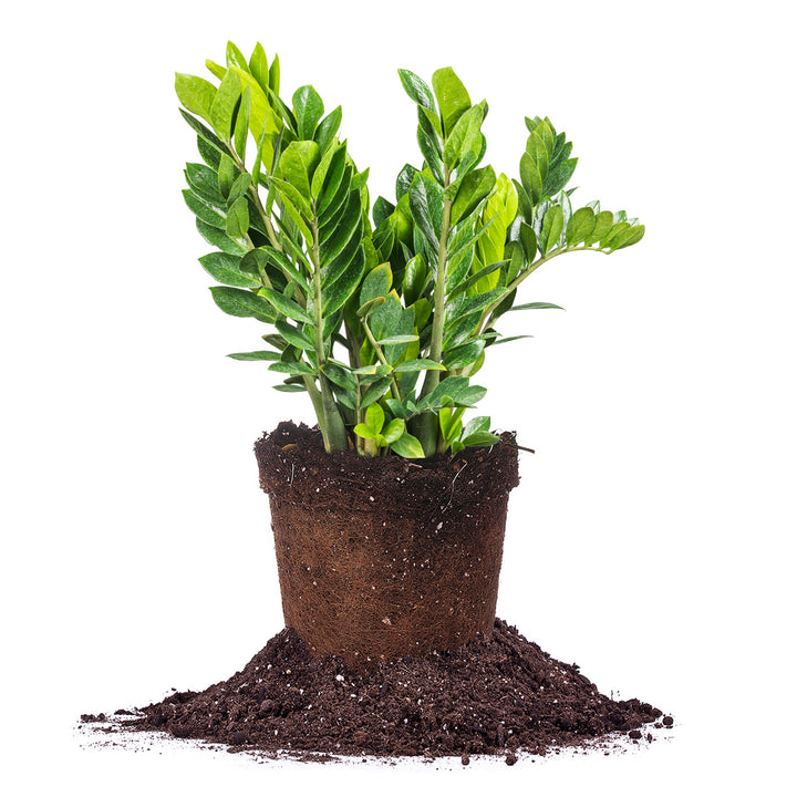 where to buy zz plants near me ZZ Plant - 6 Inch Pot