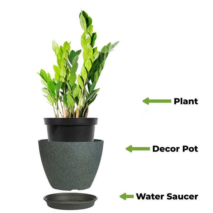 zanzibar indoor plant ZZ Plant for Sale