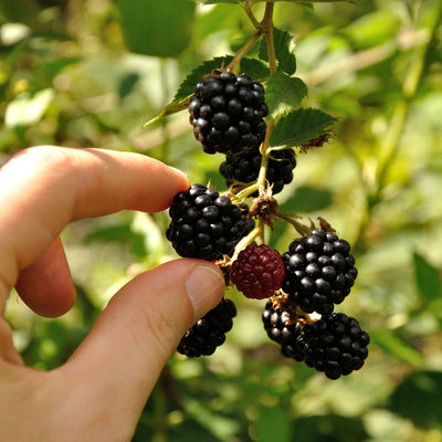 Hand holding a cluster of apache blackberries on a green leafy background