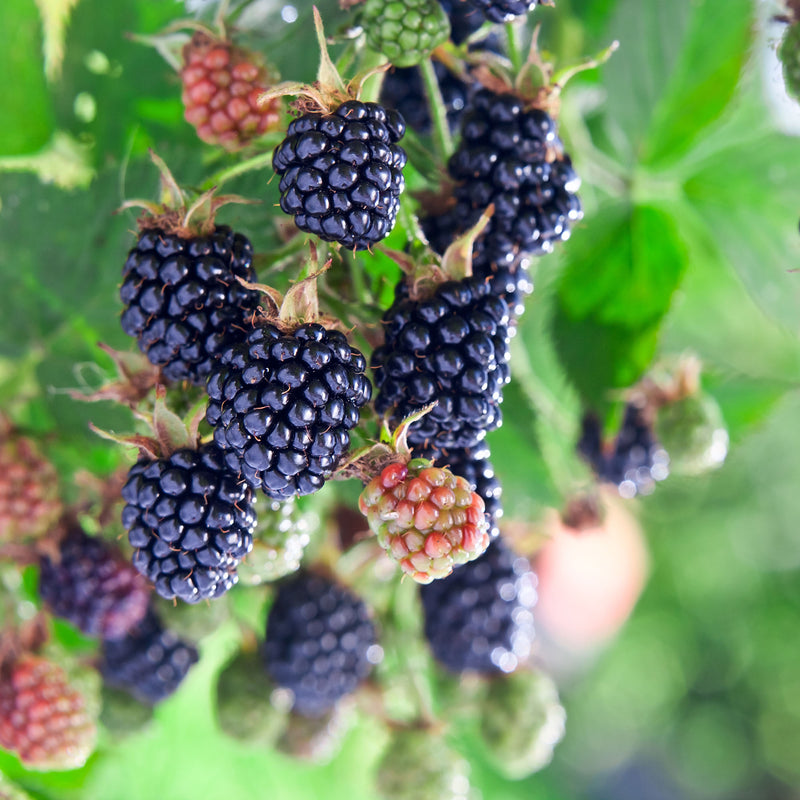Close-up of ripe Apache blackberries on a branch with green leaves.