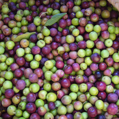 Ripe indoor arbequina olives