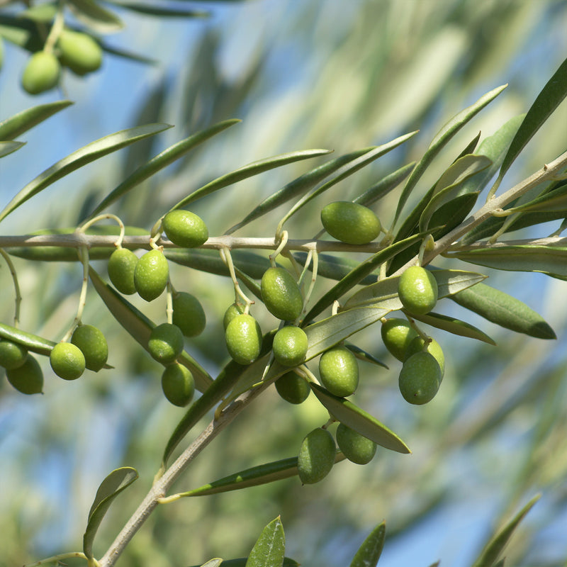 Green arbequina olives growing on tree branch