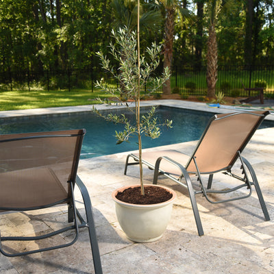 Indoor Arbequina Olive tree potted on a back patio near a pool