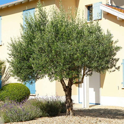 Mature Arbequina Olive tree growing in front yard