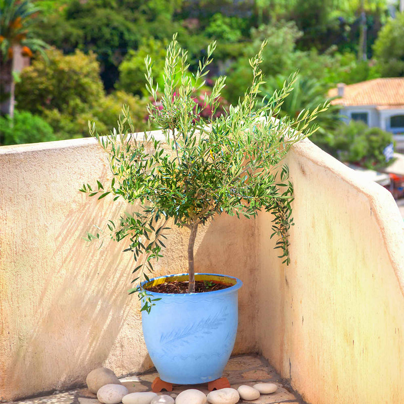 Real Arbequina olive tree for sale by Perfect Plants Nursery