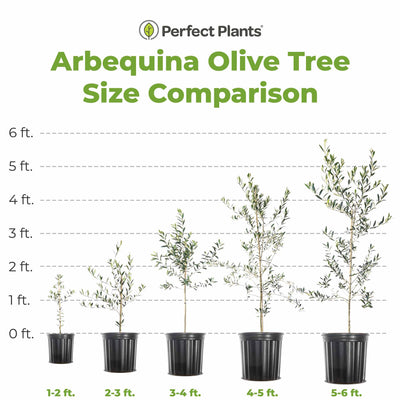 Comparison chart for various size offerings of Arbequina Olive trees from Perfect Plants Nursery, starting at 1-2 feet in height up to 5-6 feet in height