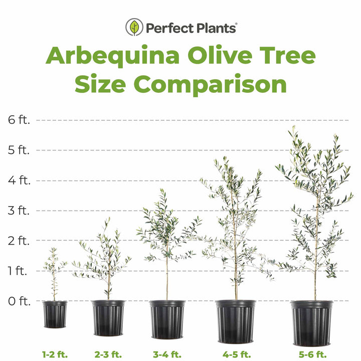 Arbequina Olive Tree - 3-4 ft