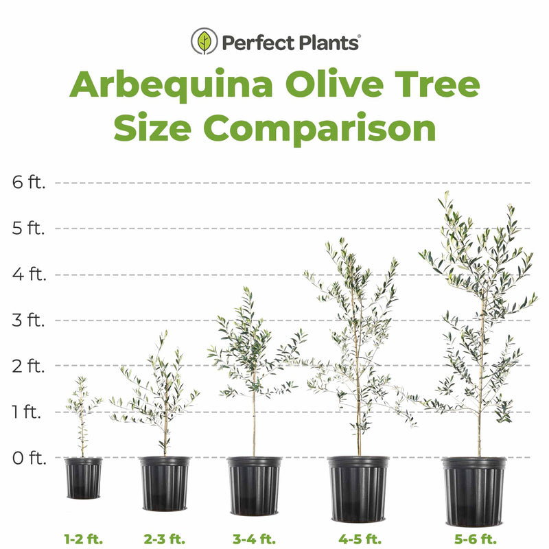 Comparison chart for various size offerings of Arbequina Olive trees from Perfect Plants Nursery, starting at 1-2 feet in height up to 5-6 feet in height