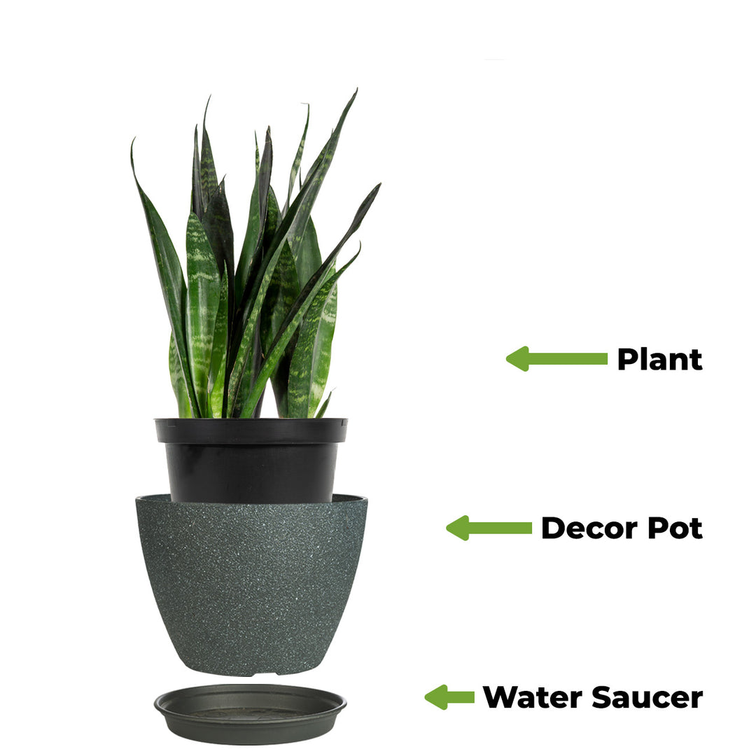 Sansevieria Black Coral Snake Plant | Buy Houseplants