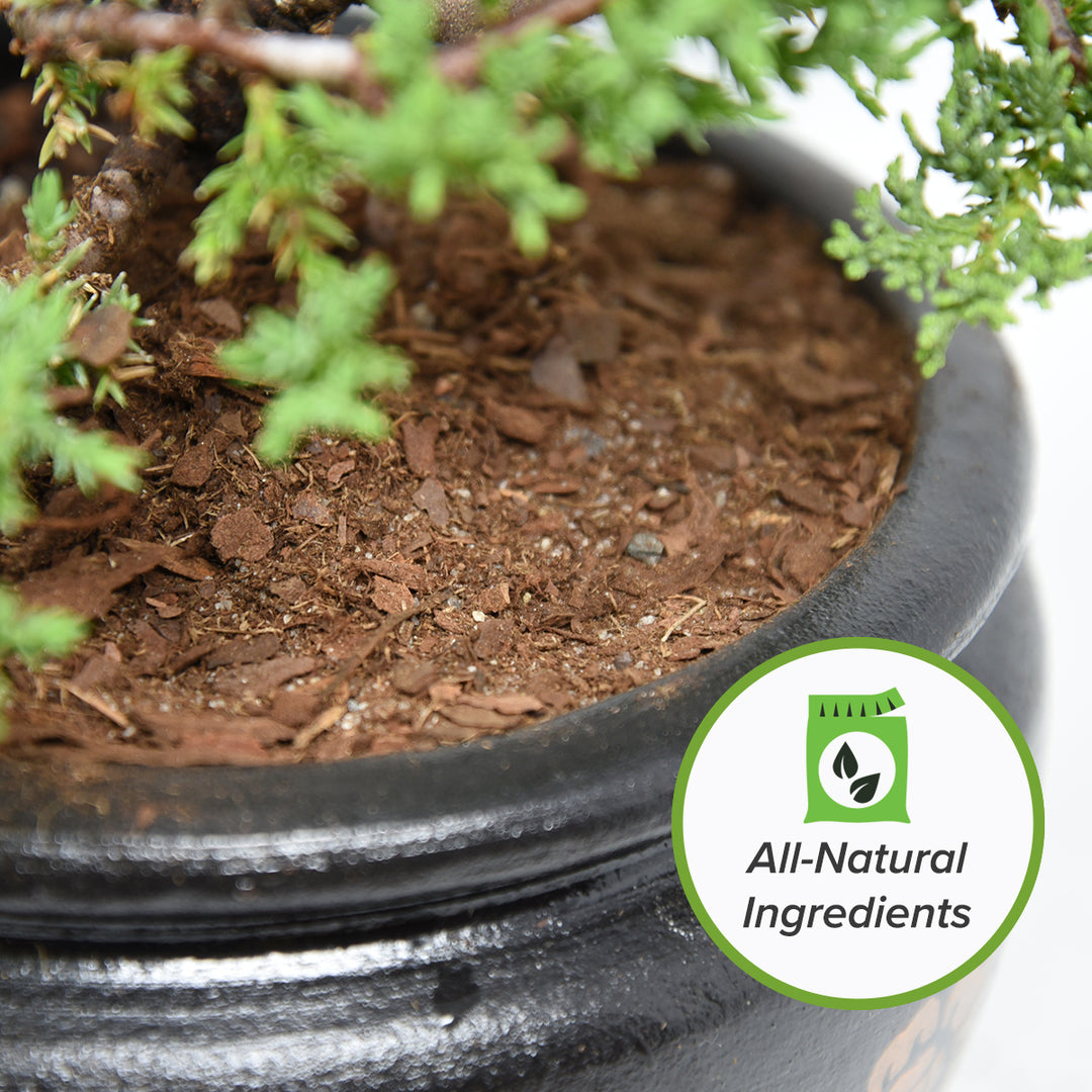 bonsai tree soil near me Buy Bonsai Tree Kit for Sale | Soil + Fertilizer Included