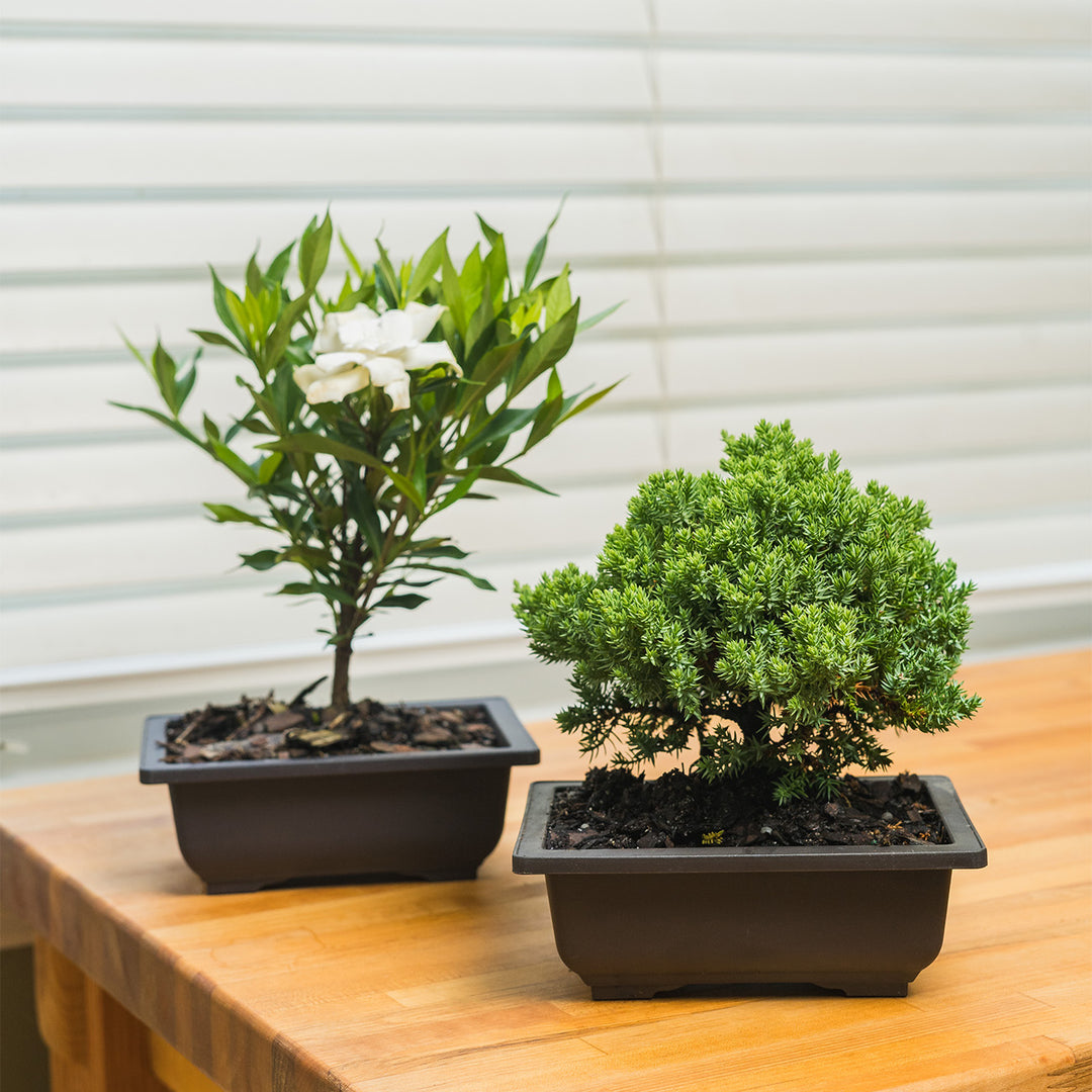 Buy Bonsai Tree Kit for Sale | Soil + Fertilizer Included